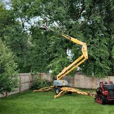 Best Tree Disease Treatment  in Innotion, VA