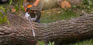 Best Tree Disease Treatment  in Innotion, VA