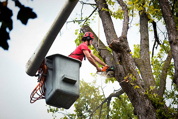 How Our Tree Care Process Works  in  Innovation, VA